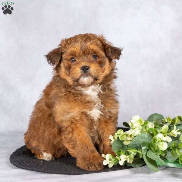 Twila, Pomapoo Puppy